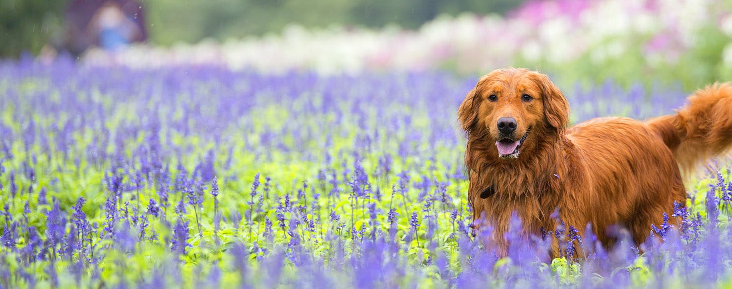 Dog Names Ending In To Popular Male And Female Names Wag 